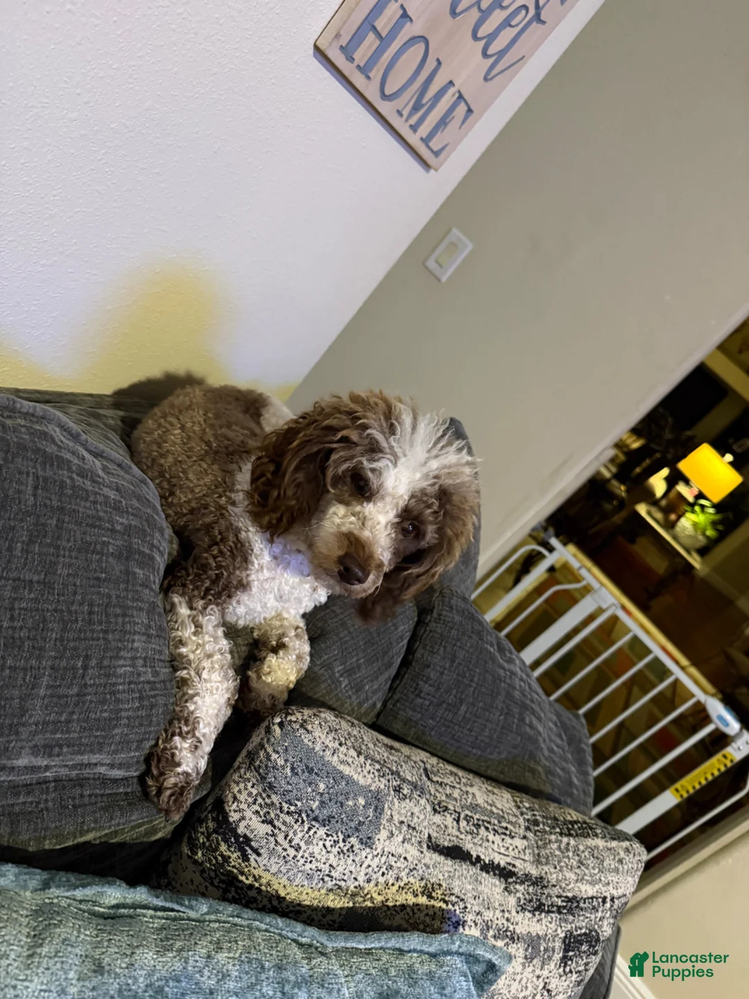 Toy Poodle dogs for sale: Duke (teacup) - Ad 2