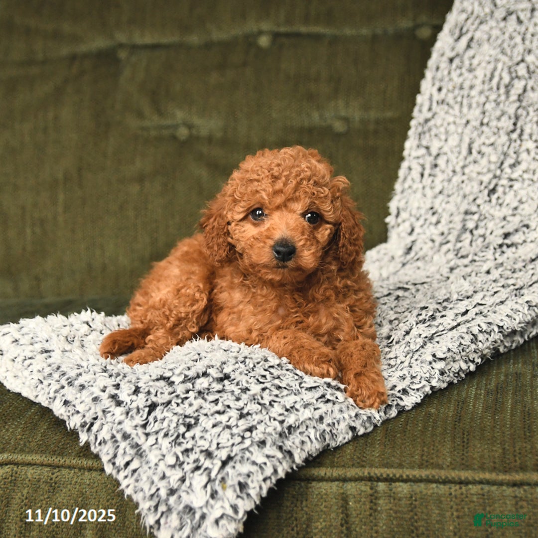 Toy Poodle dogs for sale: Carter - Ad 3