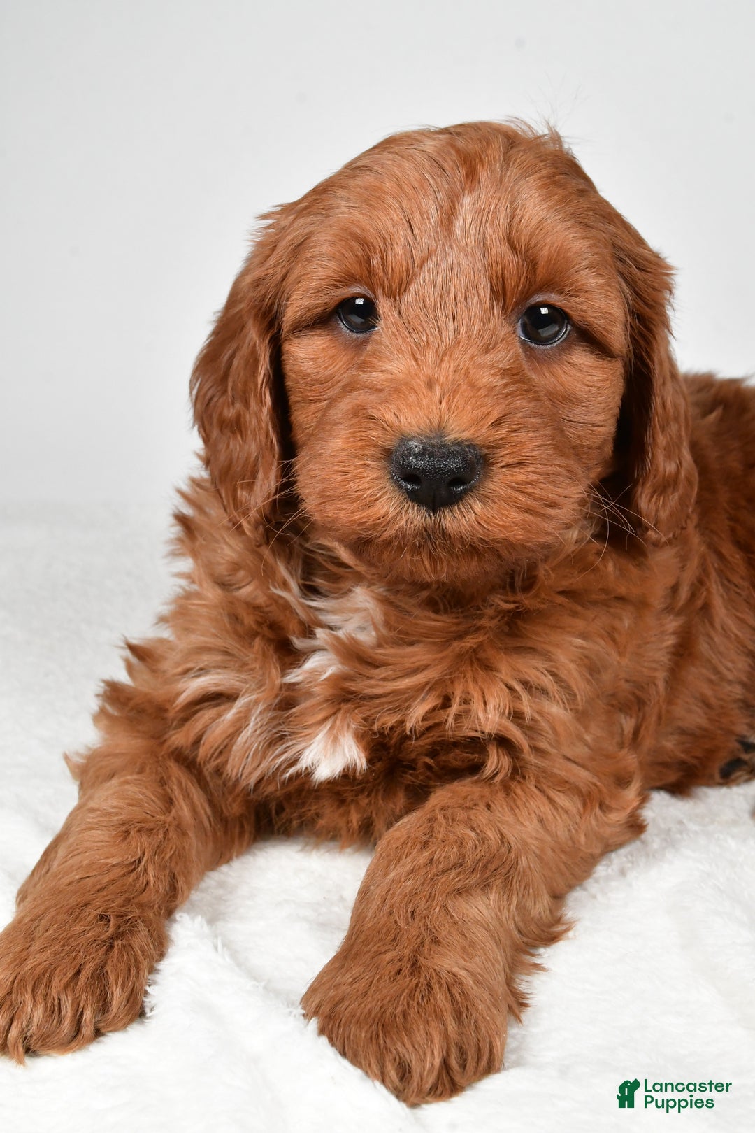 Mini Goldendoodle dogs for sale: Noelle - Ad 18