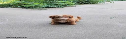 Mini Goldendoodle dogs for sale: Reddie Boy - Ad 4