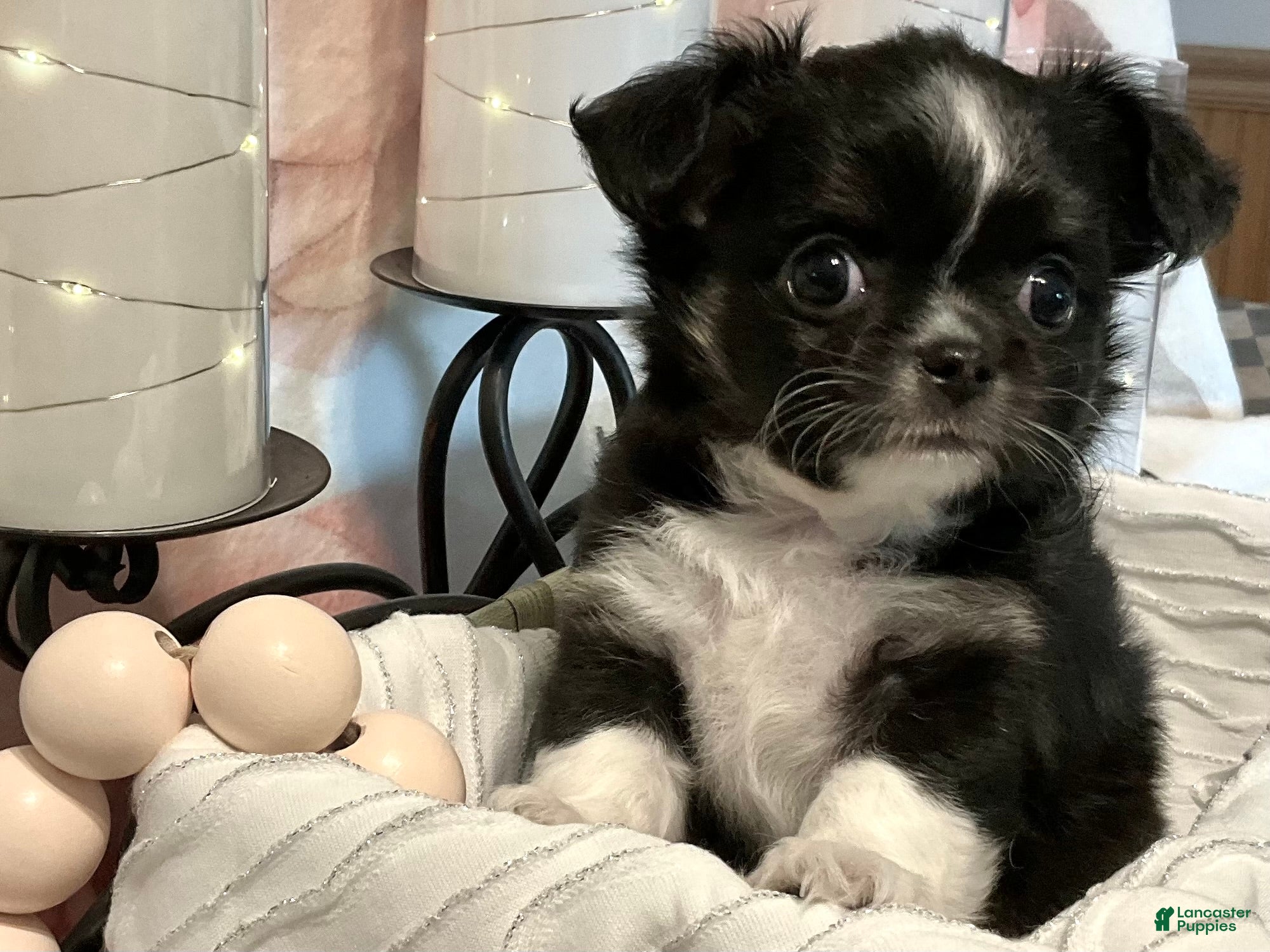 Chihuahua dogs Seryph - Ad 1