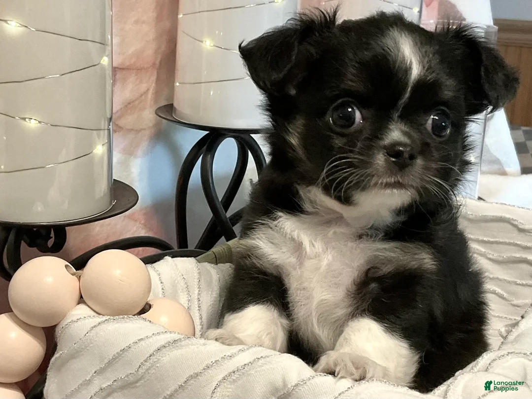 Chihuahua dogs for sale: Seryph - Ad 1