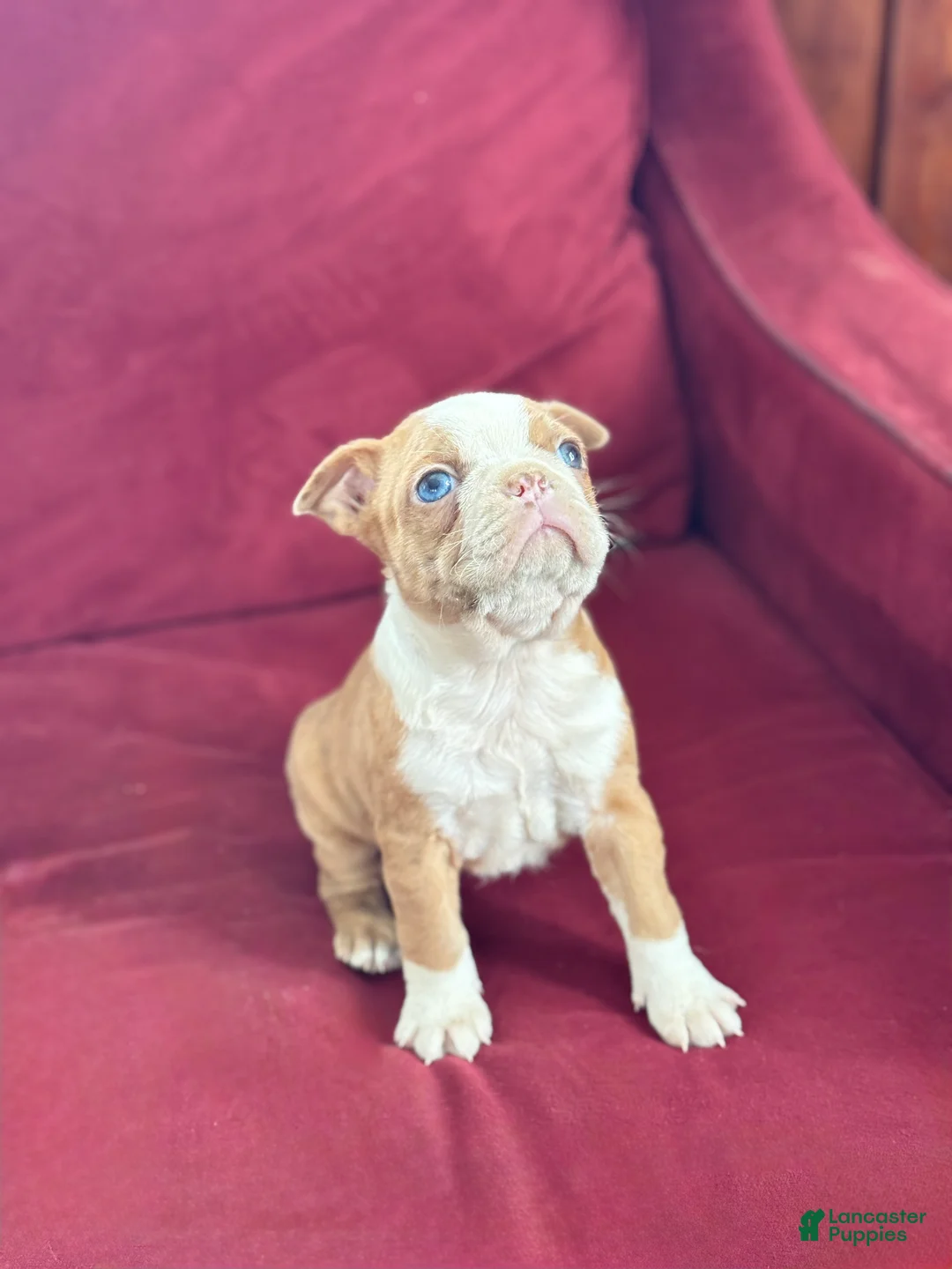 Boston Terrier dogs for sale: Beauty - Ad 3