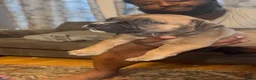 South African Boerboels dogs for sale: Chunk Rock - Ad 16