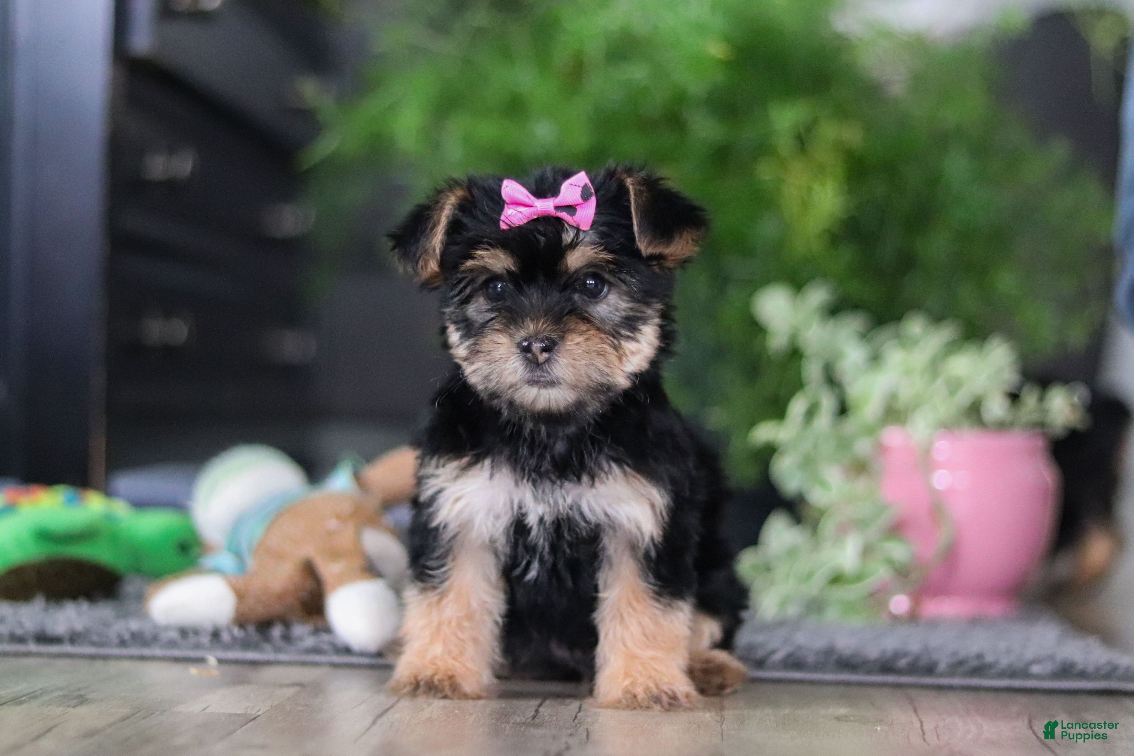 Morkie dogs Ellison - Ad 8