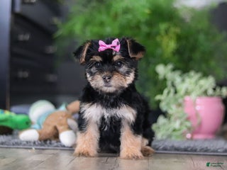Morkie dogs Ellison - Ad 23