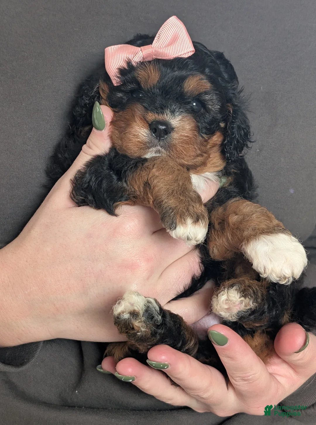 Cavapoo dogs for sale: Lily - Ad 18