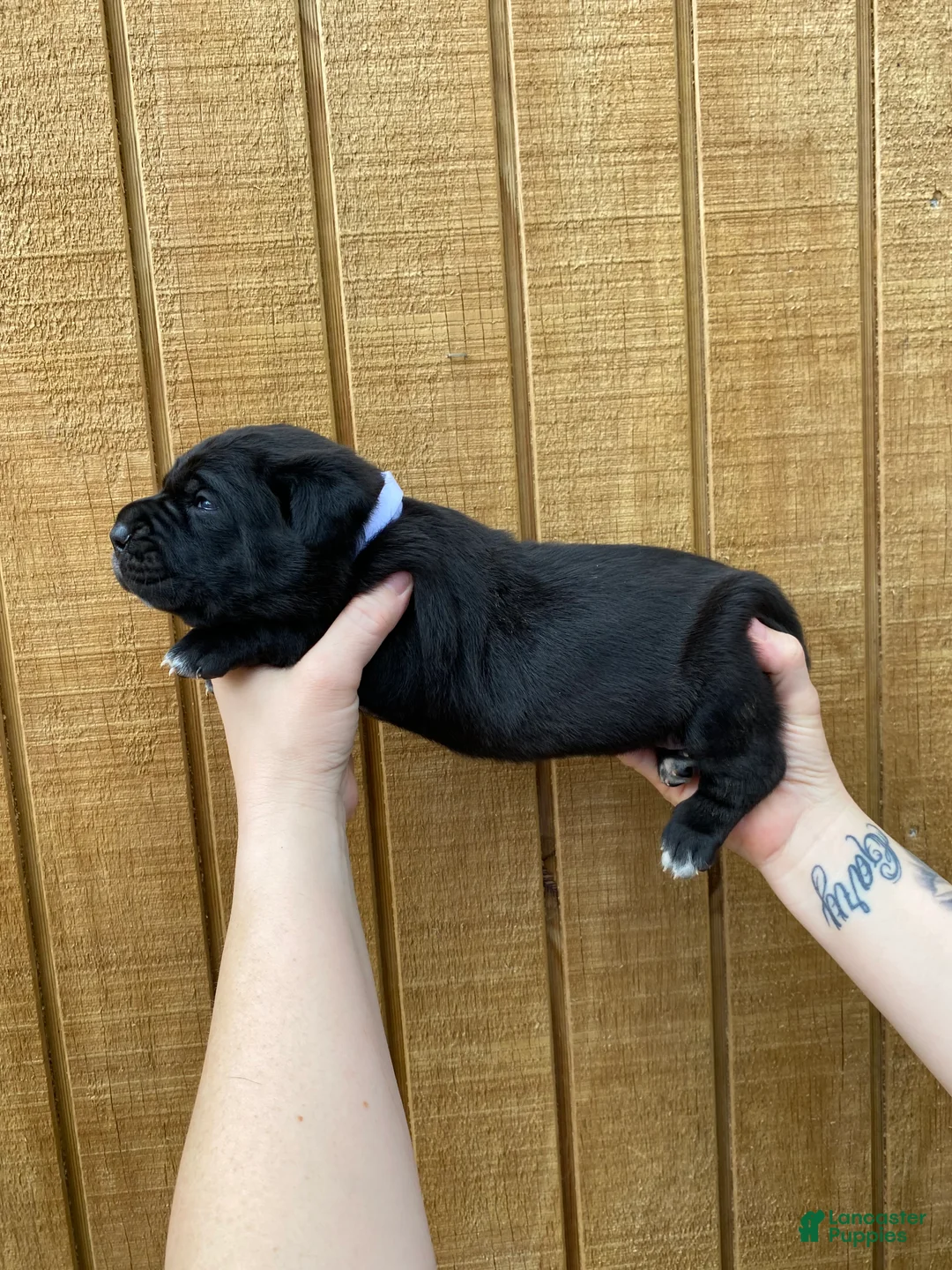 Cane Corso dogs for sale: Cane Corso Puppy 4 - Ad 1