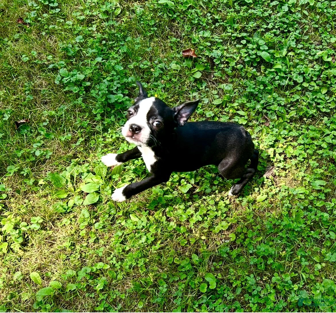 Boston Terrier dogs DEMI - Ad 2