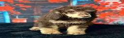 Standard Poodle dogs for sale: Jack - Ad 2