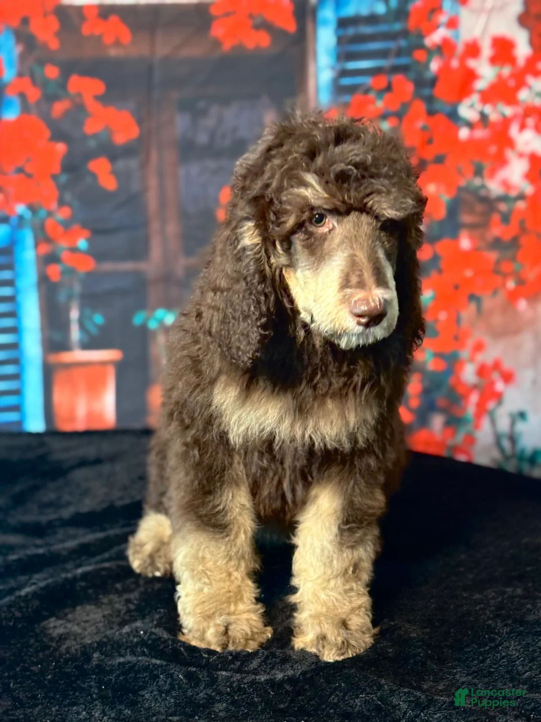 Standard Poodle dogs for sale: Jack - Ad 2