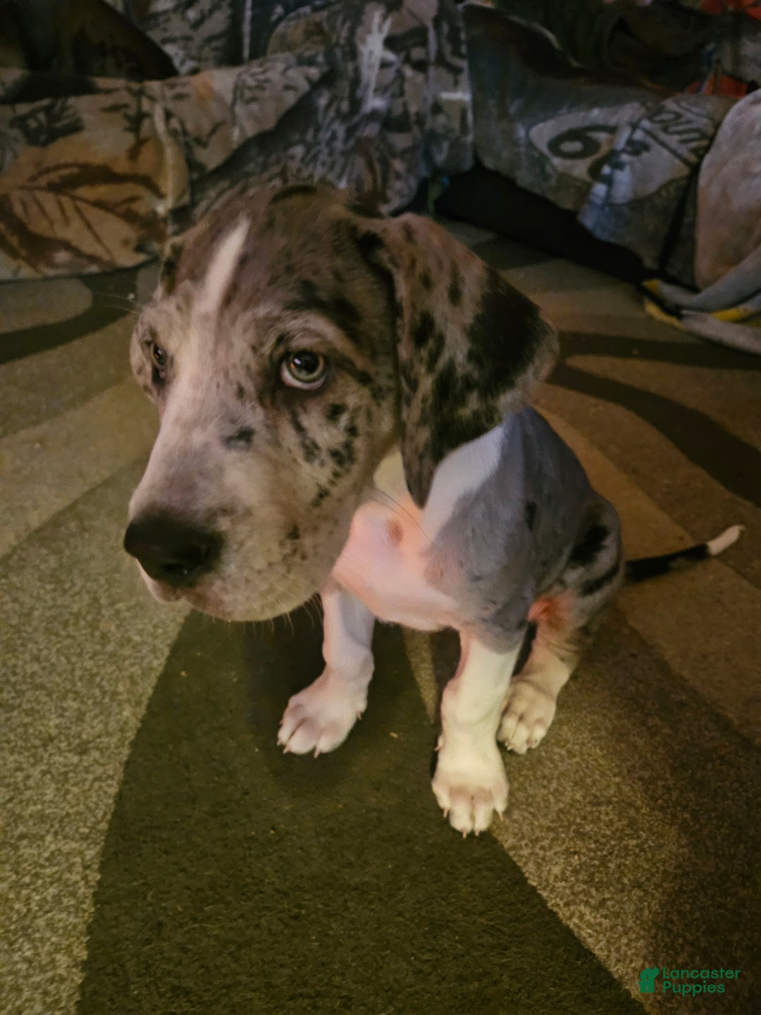 Great Dane dogs for sale: Great Dane Puppy 1 - Ad 1