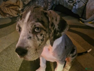 Great Dane dogs Great Dane Puppy 1 - Ad 24