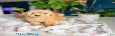 Toy Poodle 1