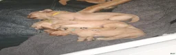Golden Retriever dogs for sale: Golden Retriever 1 - Ad 25