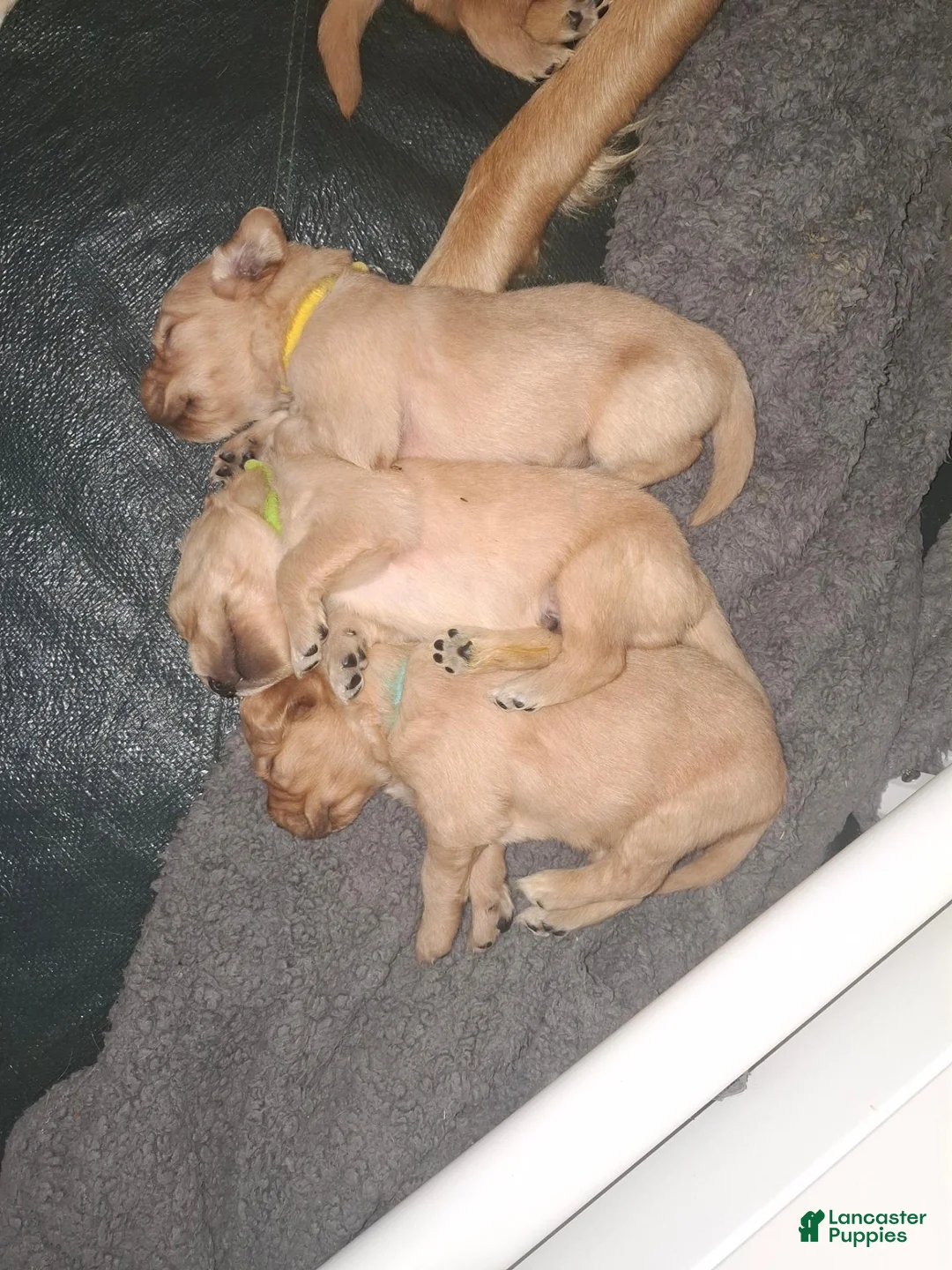 Golden Retriever dogs for sale: Golden Retriever 1 - Ad 25