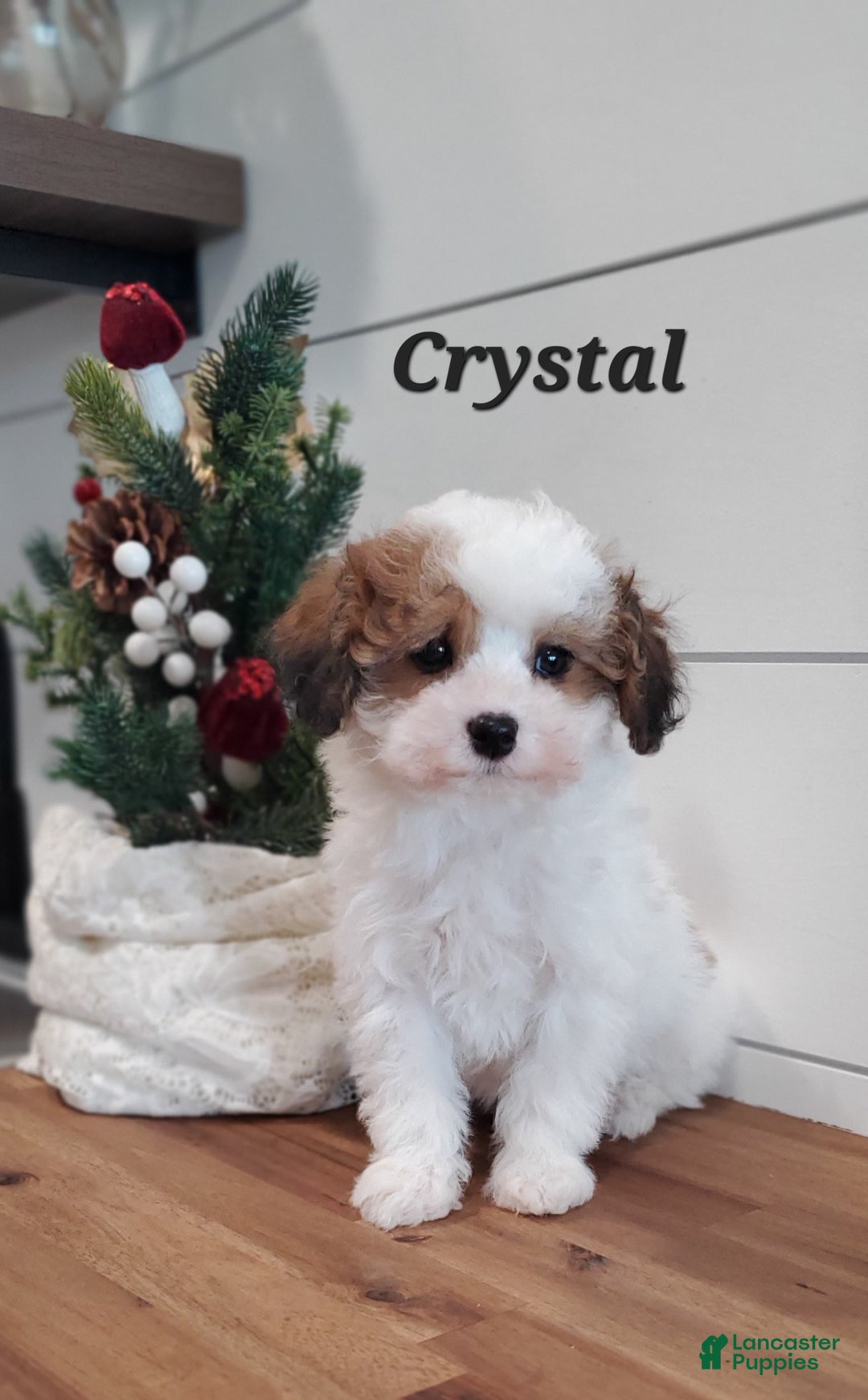 Cavapoo dogs for sale: Crystal  - Ad 3