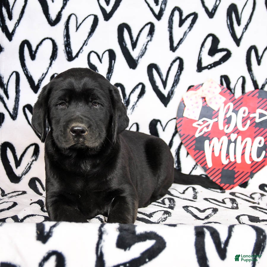 Labrador Retriever dogs Mighty - Ad 2