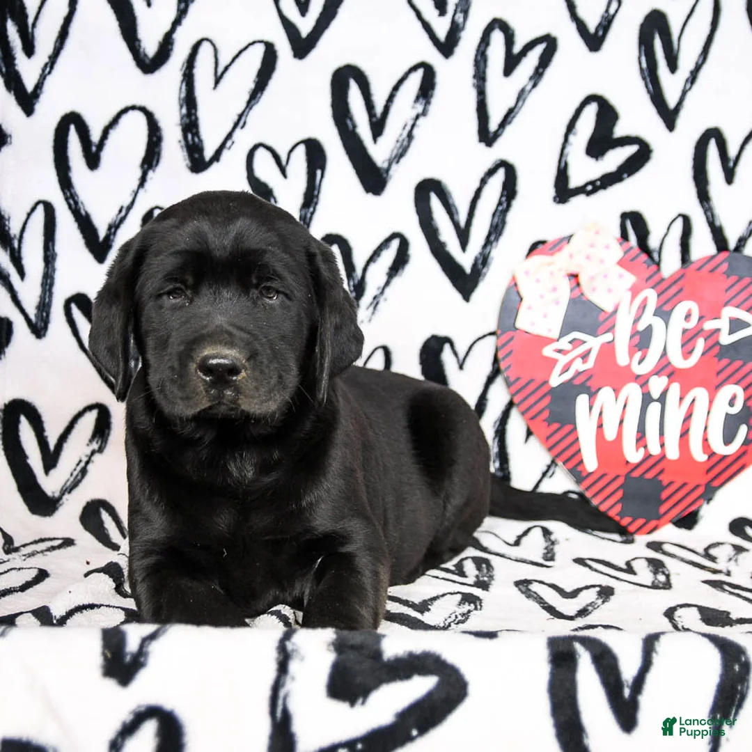 Labrador Retriever dogs for sale: Mighty - Ad 2