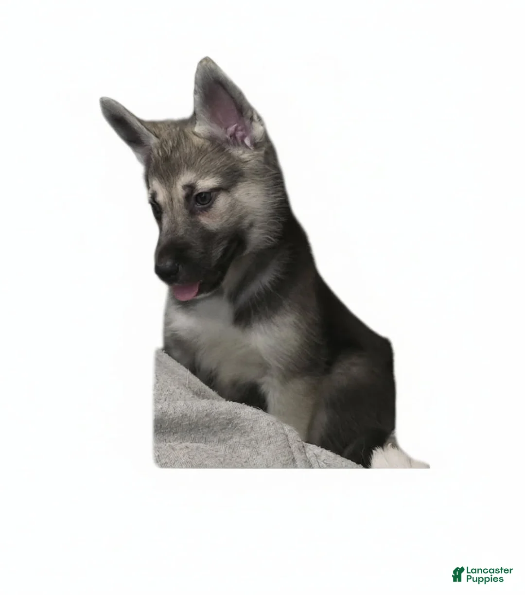 Gerberian Shepsky dogs for sale: Beast  - Ad 2