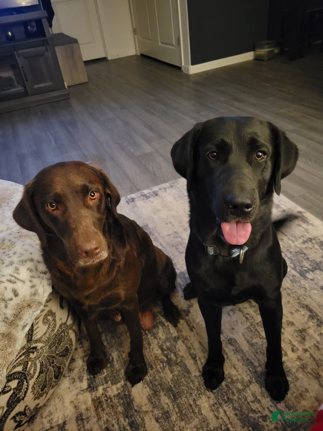 Labrador Retriever dogs for sale: Labrador Retriever Puppy 2 - Ad 16