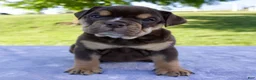 Beabull dogs for sale: Sheila - Ad 1