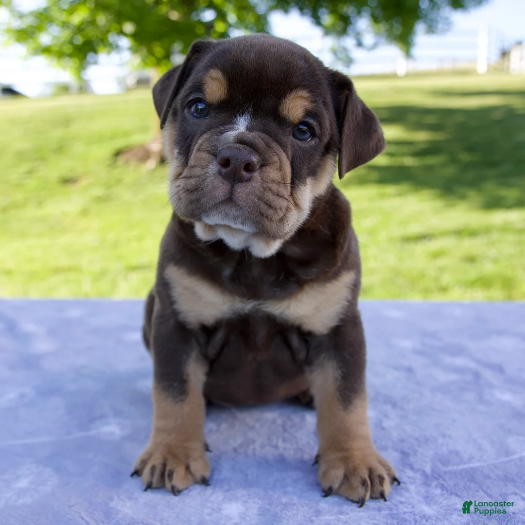 Beabull dogs for sale: Sheila - Ad 1