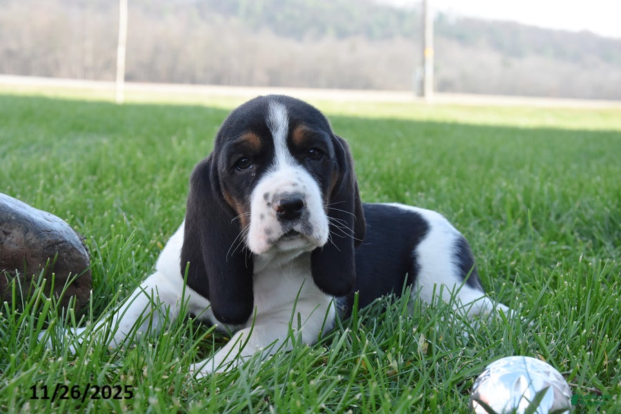 Basset Hound dogs Polly - Ad 9