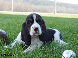 Basset Hound dogs Polly - Ad 13