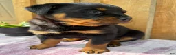 Rottweiler dogs for sale: Fritz - Ad 9