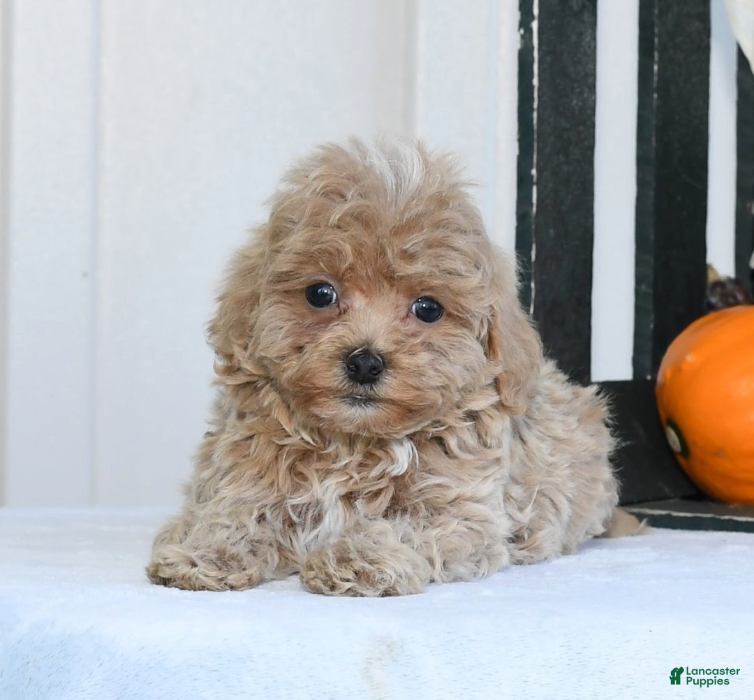 Havapoo dogs for sale: Quinn - Ad 10