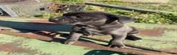 Cane Corso dogs for sale: Coco - Ad 3