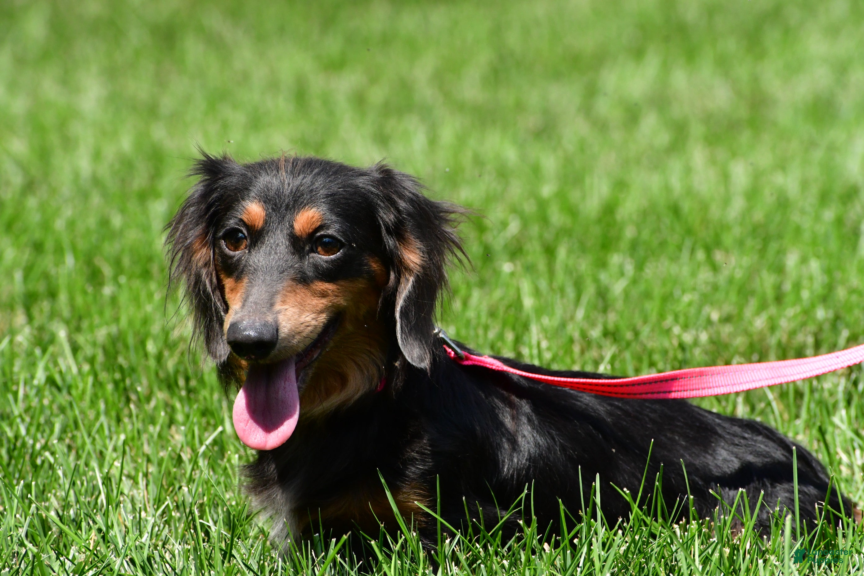 Miniature Dachshund dogs for sale: Anna - Ad 11