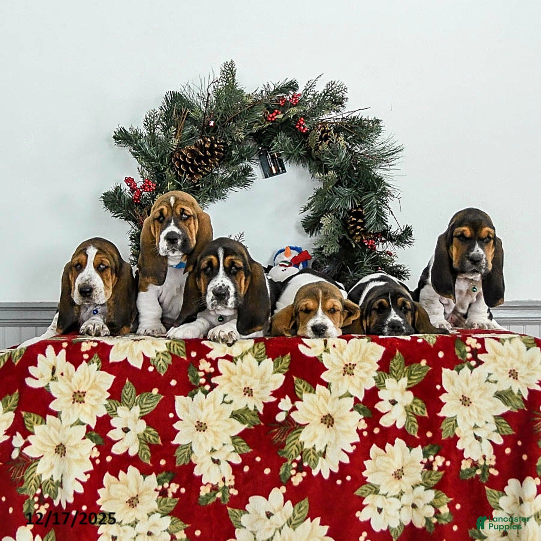 Basset Hound dogs for sale: Fido - Ad 5