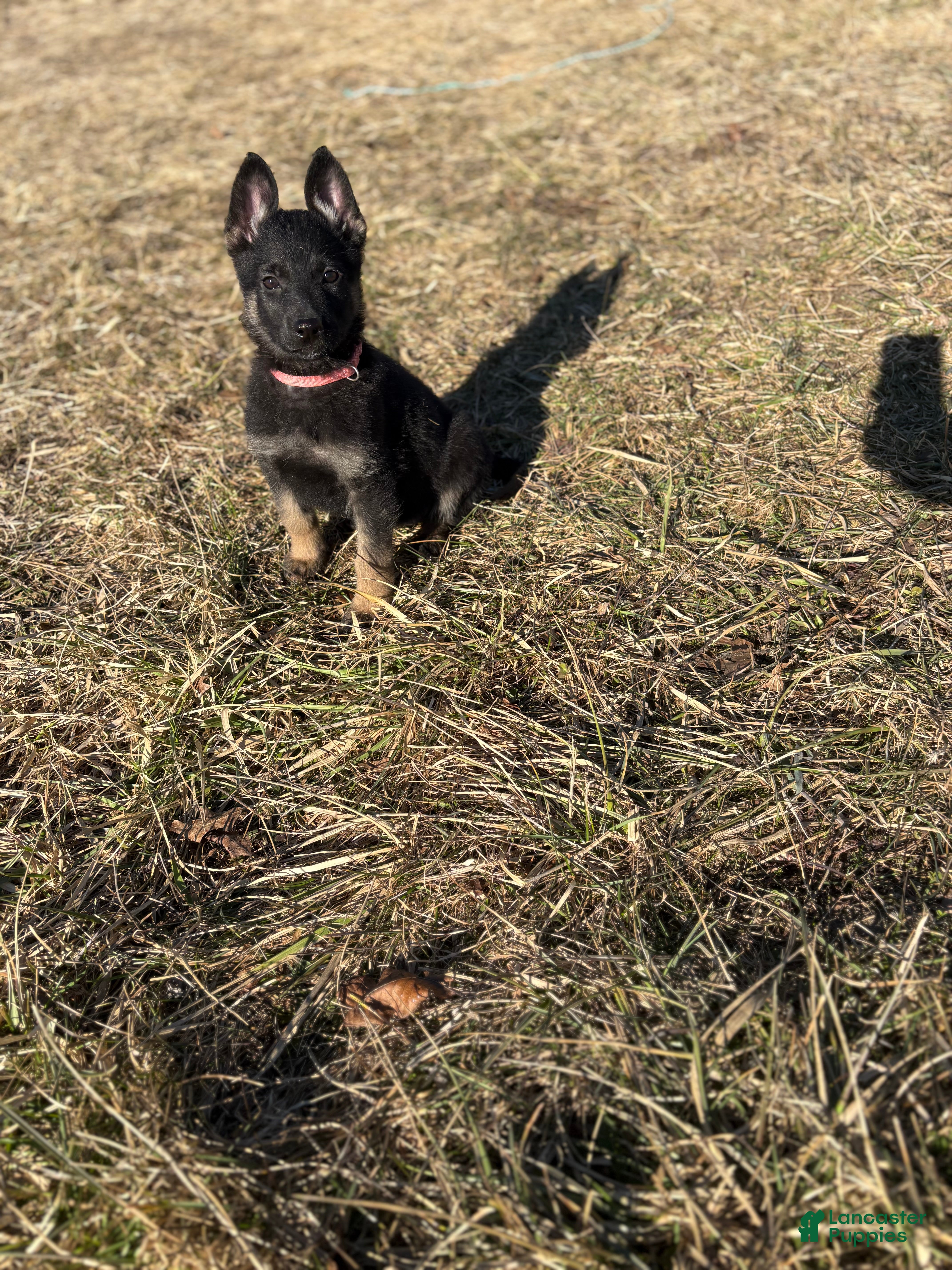 German Shepherd dogs Pink Collar Female 12-30 - Ad 28