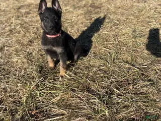 German Shepherd dogs Pink Collar Female 12-30 - Ad 28