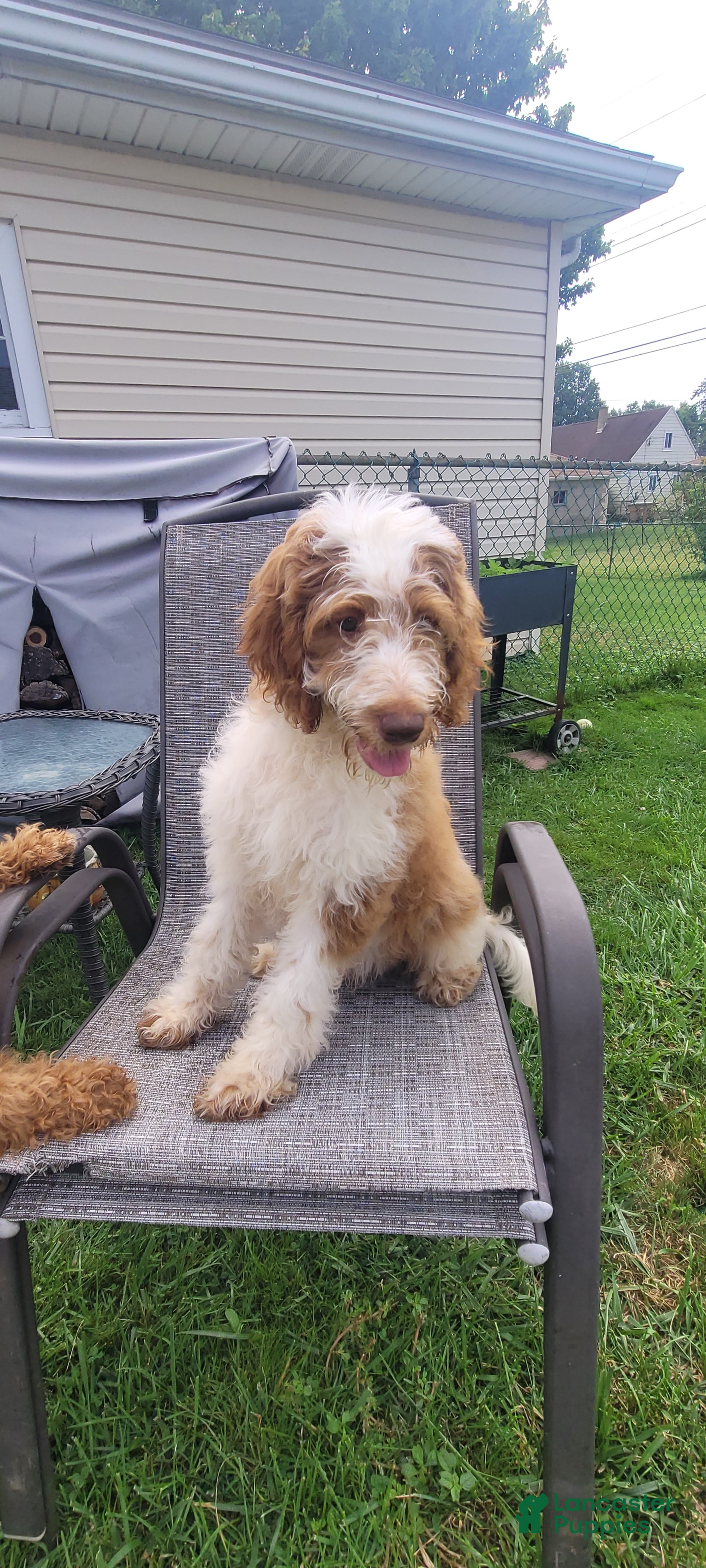 Mini Goldendoodle dogs for sale: Mini Goldendoodle Male 1 - Ad 3