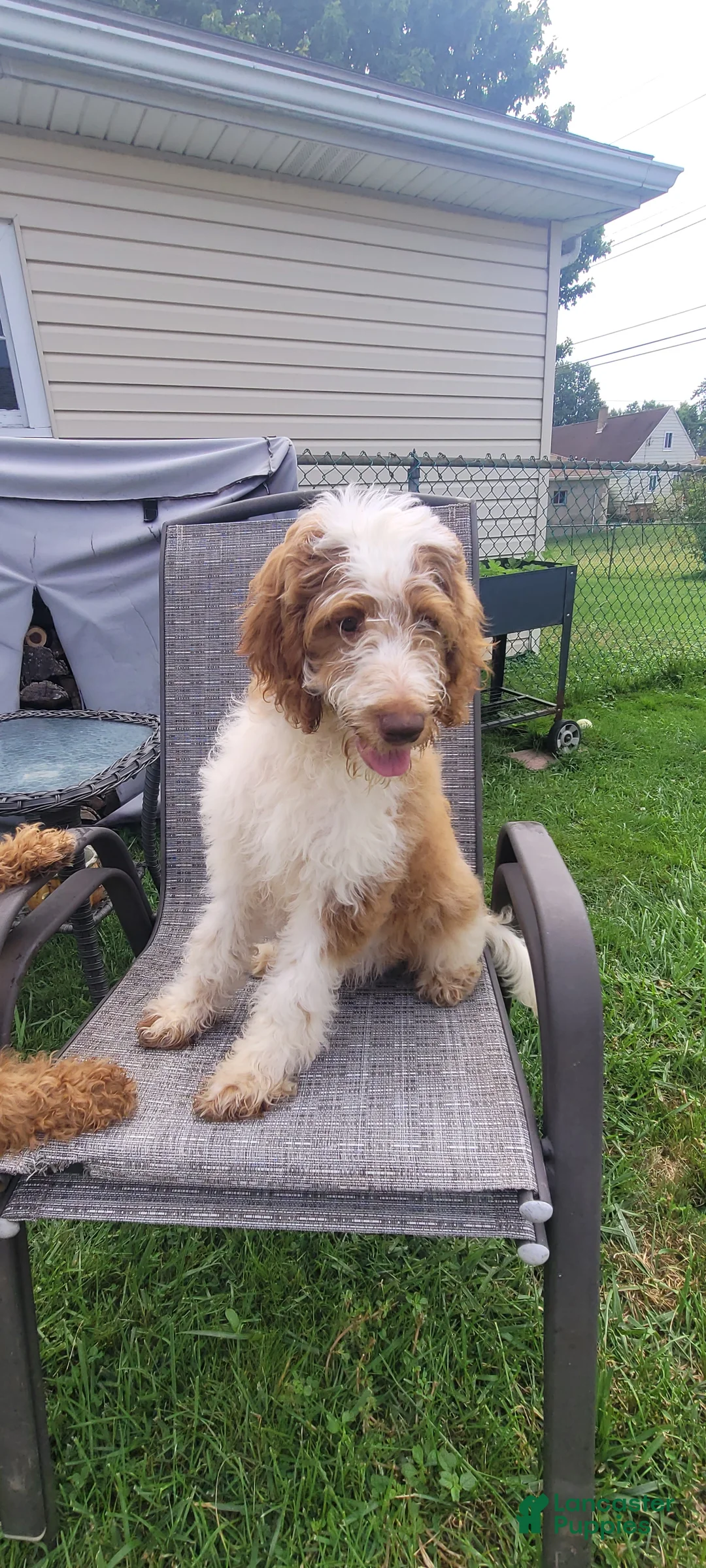 Mini Goldendoodle dogs for sale: Mini Goldendoodle Male 1 - Ad 1