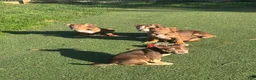 American Bully dogs for sale: Biscuit - Ad 10