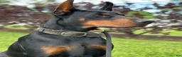 Doberman Pinscher dogs for sale: Phantom's M'VP of the WNBA "A'Ja Wilson""European - Ad 2