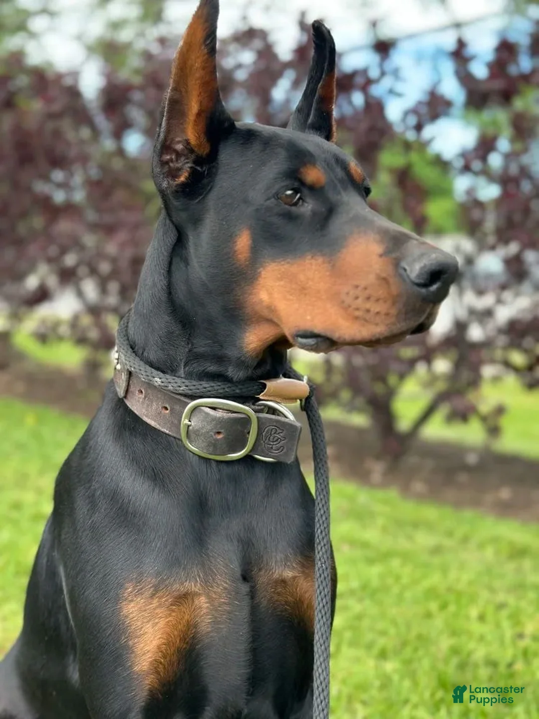 Doberman Pinscher dogs for sale: Phantom's M'VP of the WNBA "A'Ja Wilson""European - Ad 2