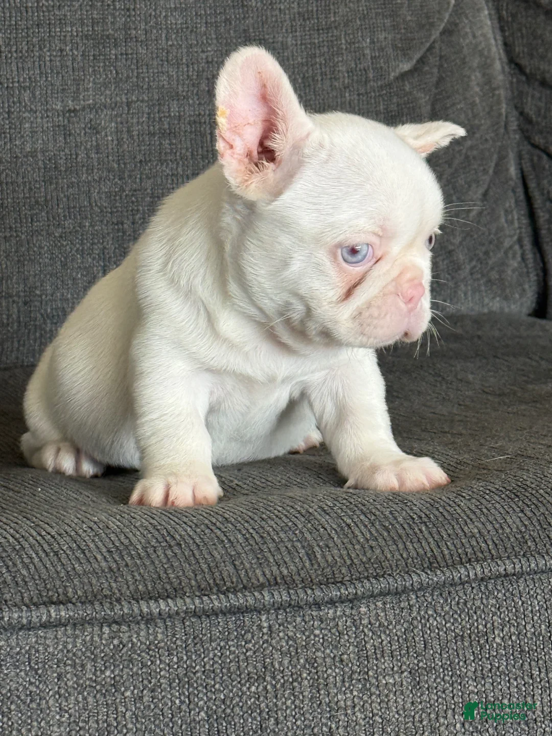 French Bulldog dogs for sale: Pinkey  - Ad 20