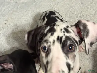 Great Dane dogs Athena - Ad 24