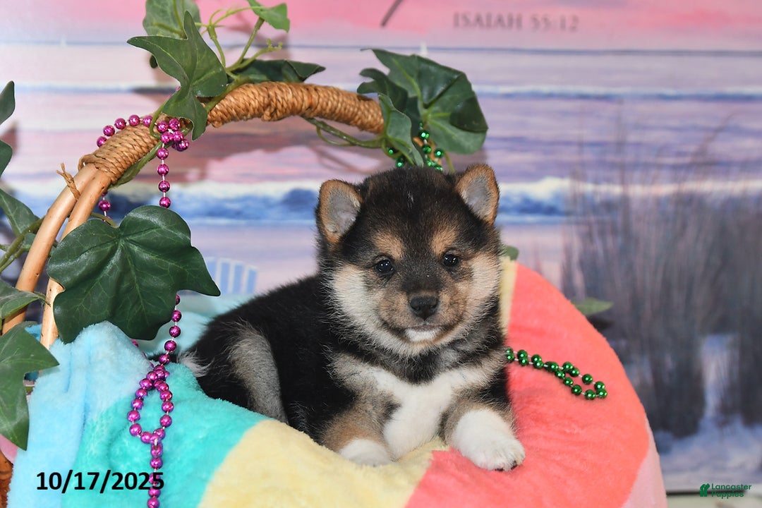 Martinez for sale in Dundee Lancaster Puppies