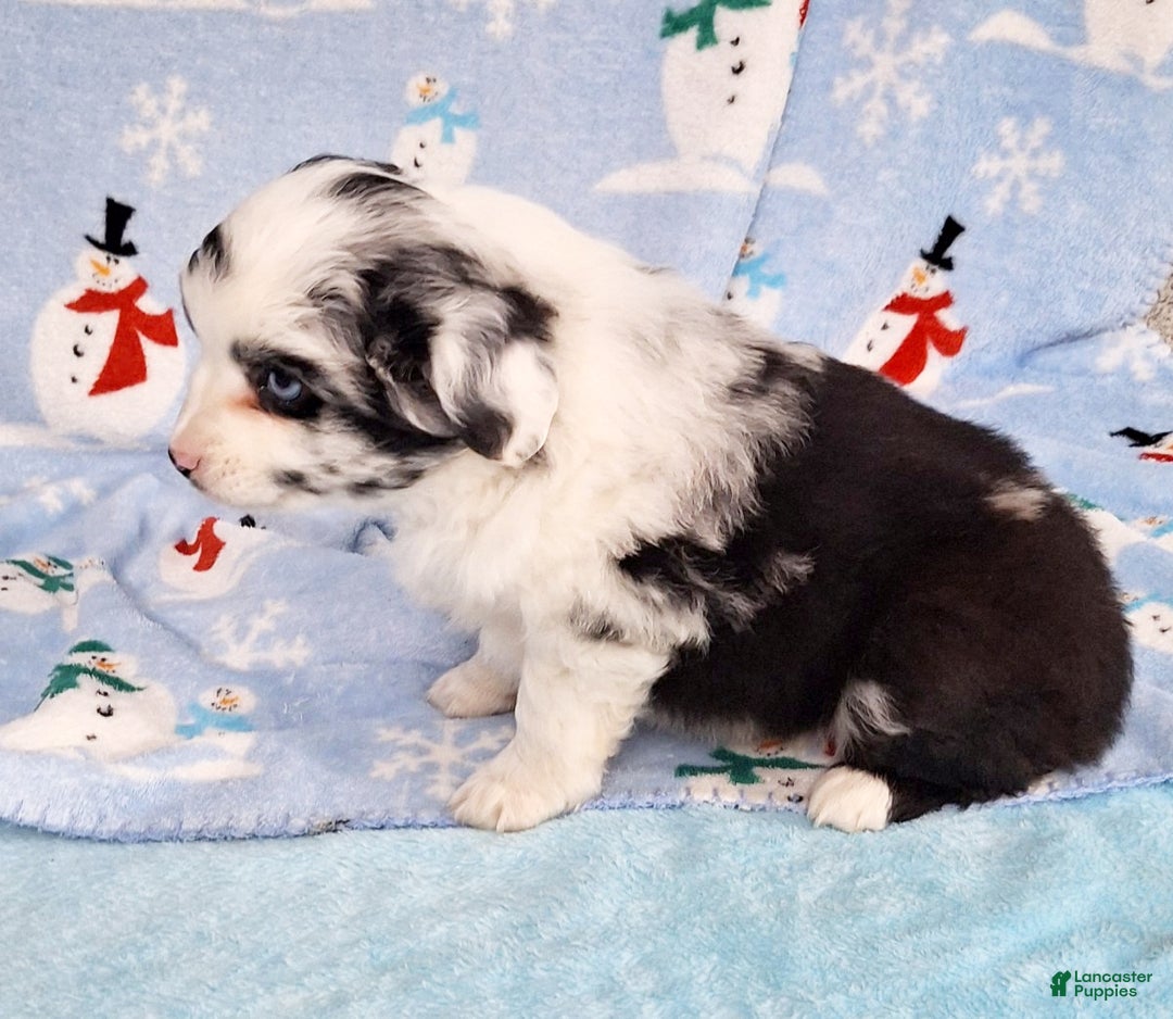 Miniature Australian Shepherd dogs for sale: Pearl - Ad 4