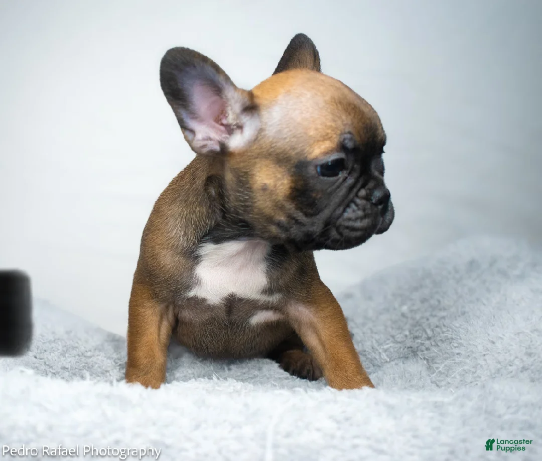 French Bulldog dogs for sale: French Bulldog Puppy 5 - Ad 2