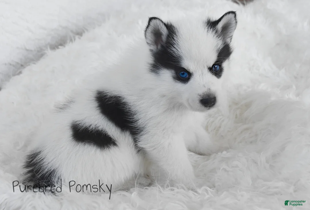 Pomsky dogs for sale: Pepper Panda Pomsky - Ad 2