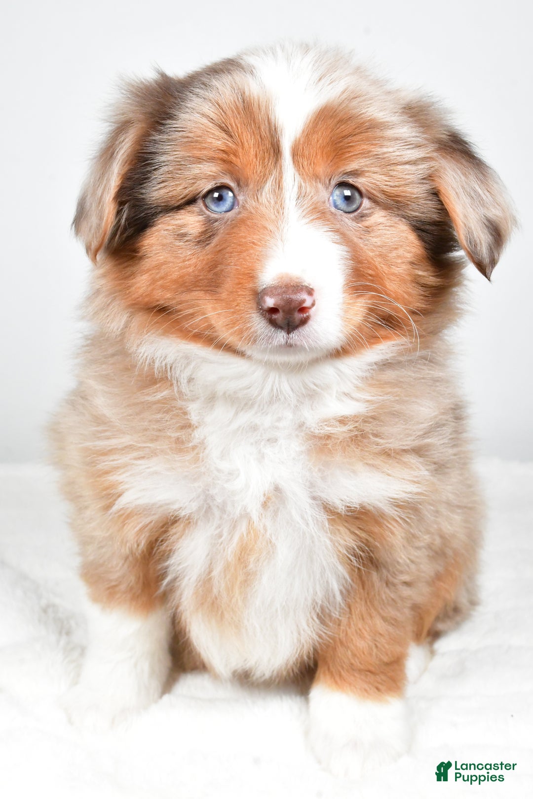 Miniature Australian Shepherd dogs for sale: Rose - Ad 5
