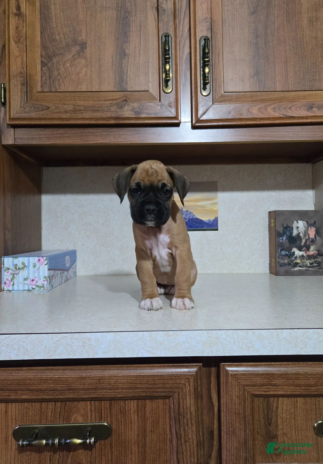Boxer dogs for sale: Kelli - Ad 1
