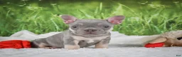 French Bulldog dogs for sale: Luca - Ad 2